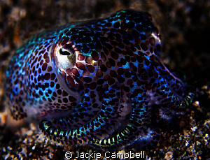 3 inch bobtail squid. So cute and very shy.
Canon S90 by Jackie Campbell 